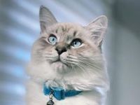 Neva Masquarade (Deckkater)