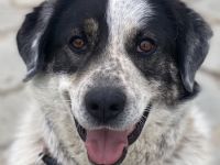 Pavlos, geb. ca. 05/2021, lebt in GRIECHENLAND, auf einer privaten Pflegestelle