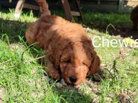 Wunderschöne Pudelwelpen in Sondergröße abzugeben