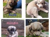 Welpen in liebevolle Hände abzugeben