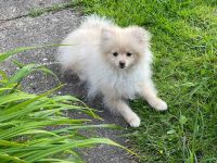Zwergspitz Pomeranian