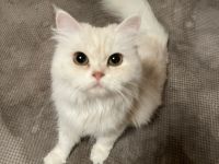 1 Perser Katze 1 Perser Kater