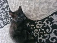 Katzenbabys europäische kurzhaar kitten gegen eine schutzgebühr in liebevolle Hände abzugeben!!!