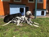 Hundeschule & Hundetagesstätte Hundeschüler