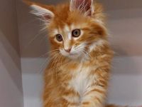 Maine Coon Katzchen