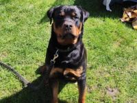 Rottweiler Rüde