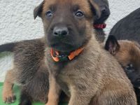 XMalinois Welpen