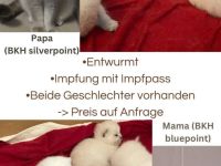 BKH Kitten Bluepoint Silverpoint Britisch Kurzhaar