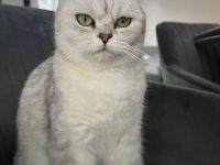 2 hübsche BKH Katzen suchen neues Zuhause