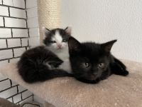 BKH-Mix Britisch Kurzhaar Kater weiß-schwarz