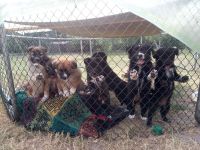 Sehr süße Bordercollie-Mix-Welpen im Oderbruch abzugeben