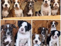 Ole English Bulldog - Welpen