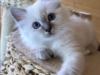 Gesunde Birma-Kätzchen, bereit zum Abholen