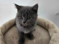 Süßer BKH Junge sucht seine Herzensmenschen