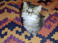 Drei Reinrassige BKH/BLH Kitten