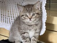 4 kitten amerkianisch Kurzhaar und BKH