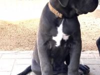 Reinrassige Cane Corso Welpen suchen noch eine liebevolle Familie