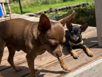 Toy Terrier Welpe zu verkaufen