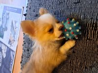 Chihuahua Welpen entwurmt ,und geimpft  zu vergeben