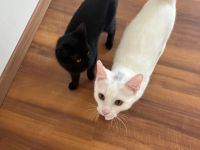Zum Verkauf stehen ein Türkisch Angora Kater und eine BKH Katze