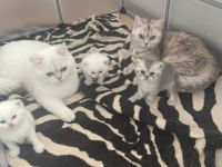 Süße weiße Katzenbabys/ Kitten