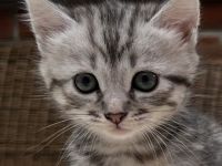 BKH kitten. Katzen suchen noch liebevolle zu Hause