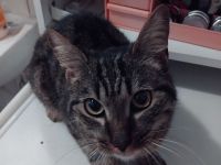 Junger schön getigerter Kater