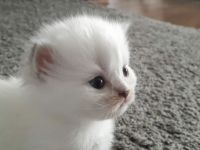 BKH Kitten mit der Farbe Silver Shell Point, blaue Augen