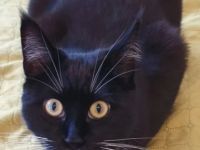 Maine Coon Mix junge Katzen