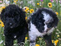 Mini Aussiedoodle Australian Shepherd mit Kleinpudel