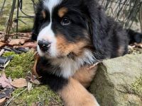 Berner Sennenhund welpen