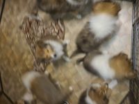 Junge landhaarcollies abzugeben