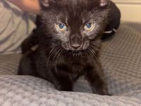 Baby Katze Hauskatzen