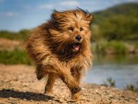 Wäller-Welpen suchen ihre neuen Familien