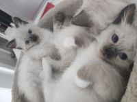 Ragdoll kitten suchen neues Zuhause