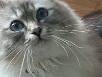 Heilige Birma Kitten in 7 Tagen, wurfankündigung, München