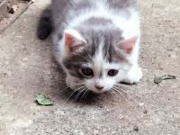 Kätzchen BKH Mischling