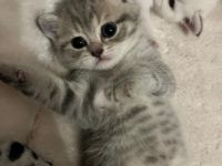 zuckersüße BKH Kitten suchen ein liebevolles zuhause