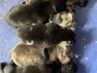 9 Französische Bulldogge Mix Welpen, selten schöne Farben!!!