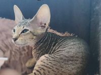 Peterbald Sphynx Kitten