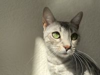 Junge Bengal Dame sucht ein neues Zuhause