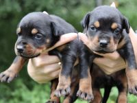 Luxuriöse Dobermannwelpen von einem wunderbaren Paar