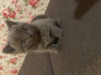 Britisch Siam mix kitten