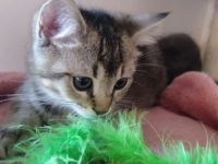 Ein BKH Mischling Kater abzugeben