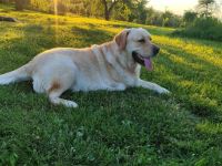 Labbi-Mix Toivo kommt auch als Dreibein prima zurecht