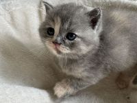 BKH KITTEN- MIT STAMMBAUMZERTIFIKAT