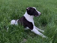 Max ein Pointer/BorderCollie Rüde