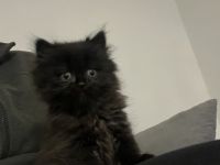 Britisch Langhaar kitten