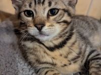 Unsere Kitten sind zum Auszug bereit