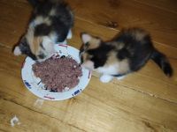 2 bkh mit persa 2 glückskatze mit persa